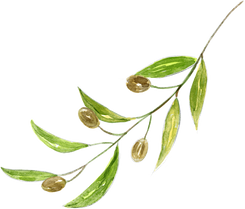 Watercolor Decorative Olive Leaves Illustration